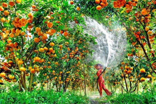 SÀI GÒN- CAO LÃNH - SA ĐÉC - TRÀM CHIM TAM NÔNG - ĐỒNG SEN THÁP MƯỜI 2N1Đ